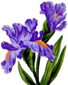 3.286 Irises by Collection D'Art - 3286