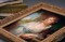 Portrait of M. I. Lopukhina by RIOLIS - 100/048