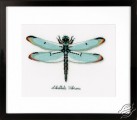 Dragonfly by Vervaco - PN-0165453